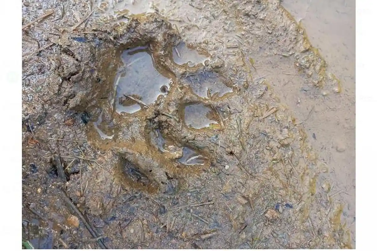 Warga Temukan Jejak Kaki Harimau di Solok Selatan, Berjarak 200 Meter dari Jalan yang Biasa Ditempuh