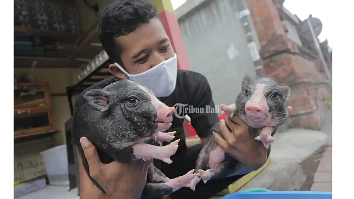 Jadi Tren di Luar Negeri, Hewan Peliharaan Micro Pig Kini Mulai Dikembangbiakkan di Bali