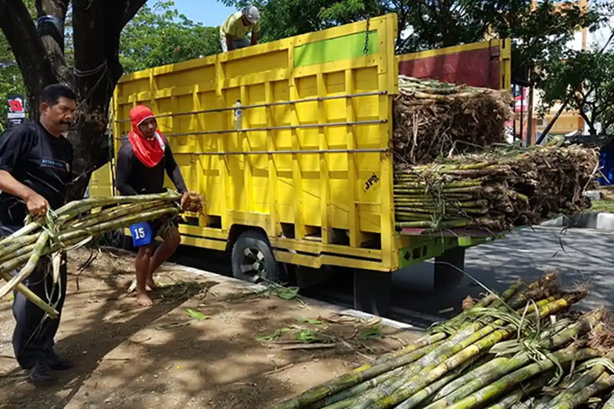 Harga Tebu Naik Selama Puasa, Pedagang Air Tebu di Banda Aceh Tetap Jual Rp 5 Ribu/Gelas