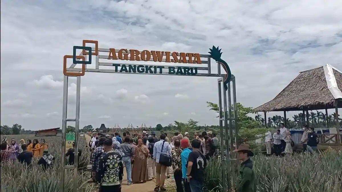 Wisata Jambi, Desa Tangkit Baru Surga Bagi Pecinta Buah Nanas