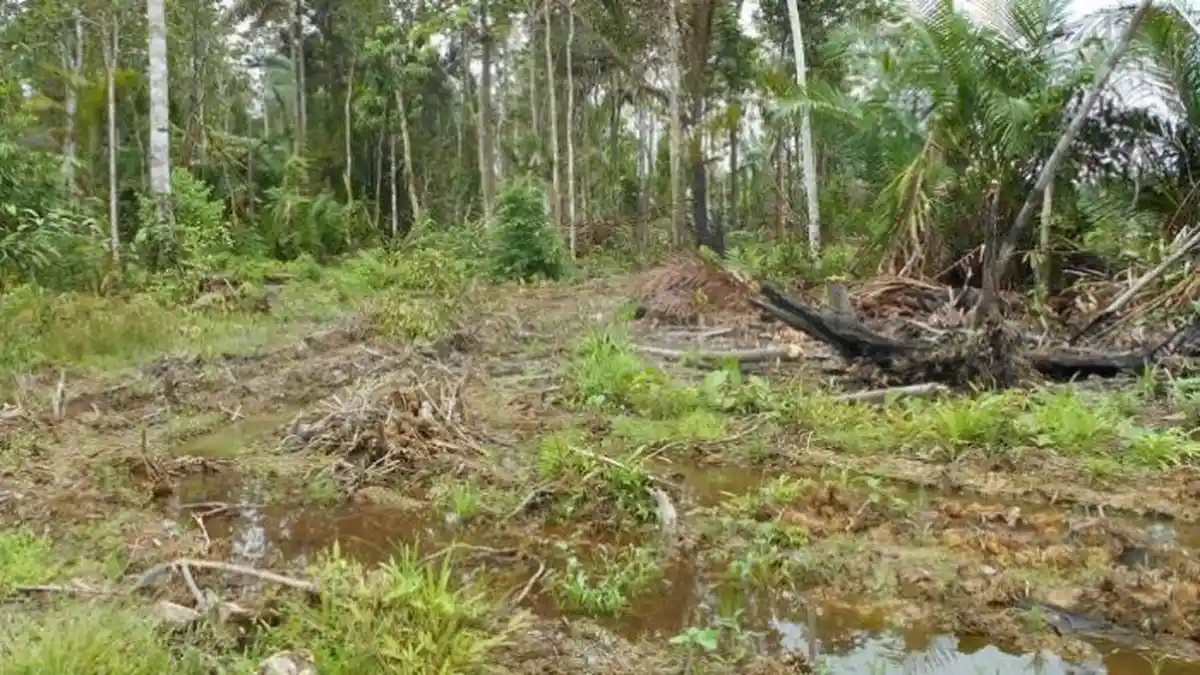 ASAL Usul Nama Sagulung Batam Ternyata Karena Banyak Pohon Sagu