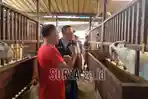 Plt-Bupati-Gresik-dr-Asluchul-Alif-meninjau-langsung-peternakan-kambing-di-sini.jpg