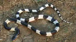 ular-weling-atau-bungarus-candidus.jpg