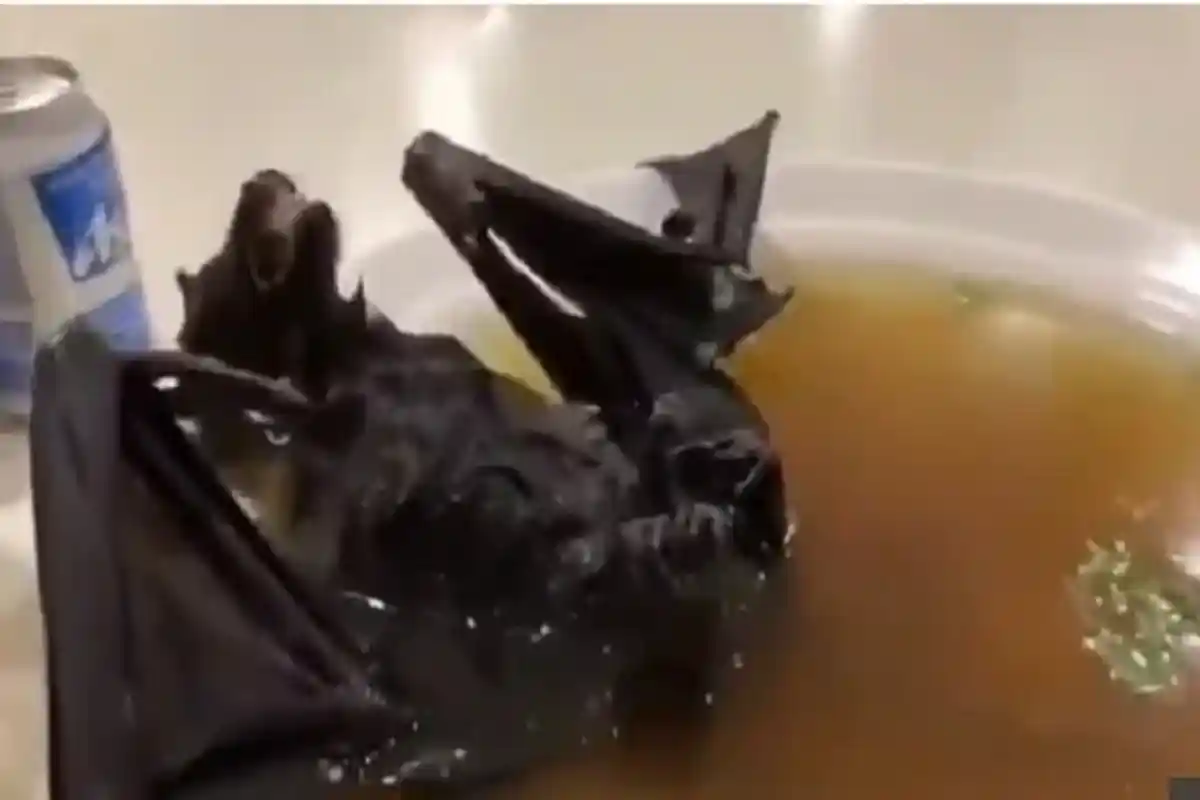 UPDATE Dugaan Ular dan Kelelewar Sebagai Penyebar Virus Corona Terbantahkan, Binatang Ini Sumbernya