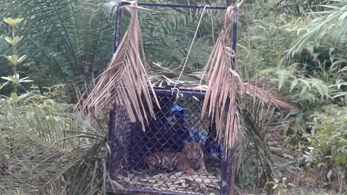 Seekor Harimau Sumatera Berhasil Ditangkap, BKSDA Kerahkan Tim Medis ke Subulussalam