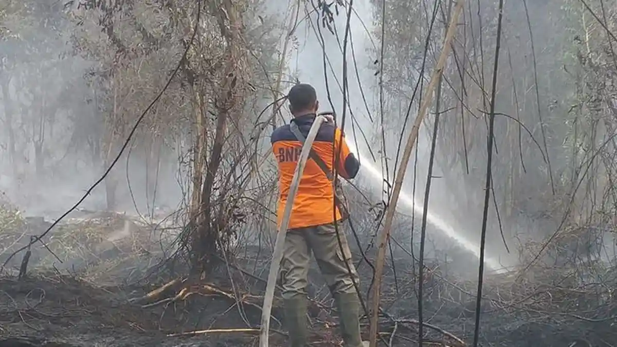 Bekas Karhutla di Lahan Gambut, Akan Ditanami Ubi Kayu dan Nanas