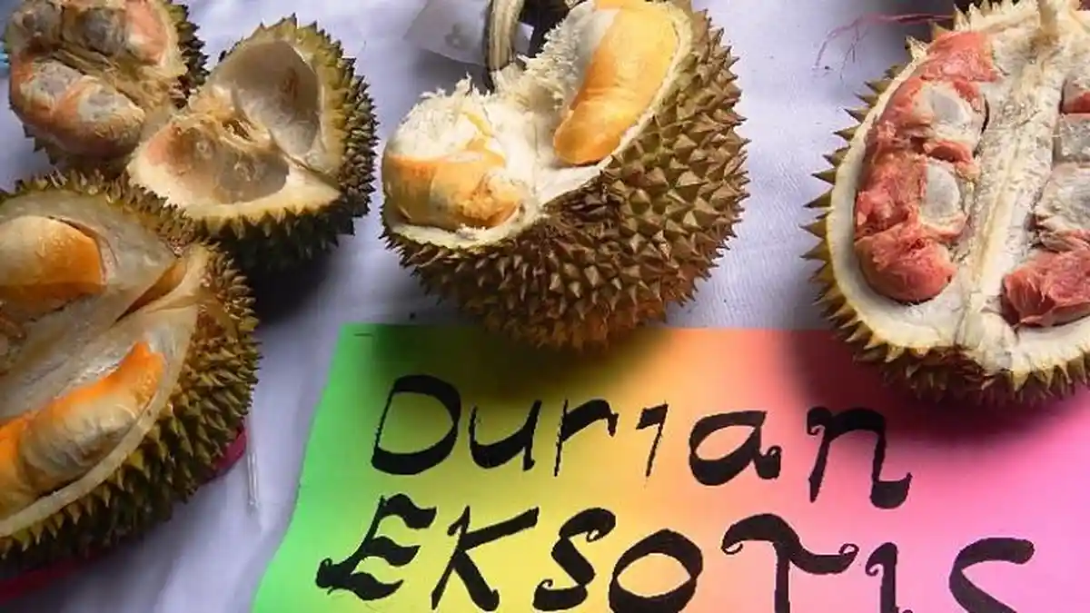 Durian Warna Merah dari Banyuwangi Punya 65 Rasa