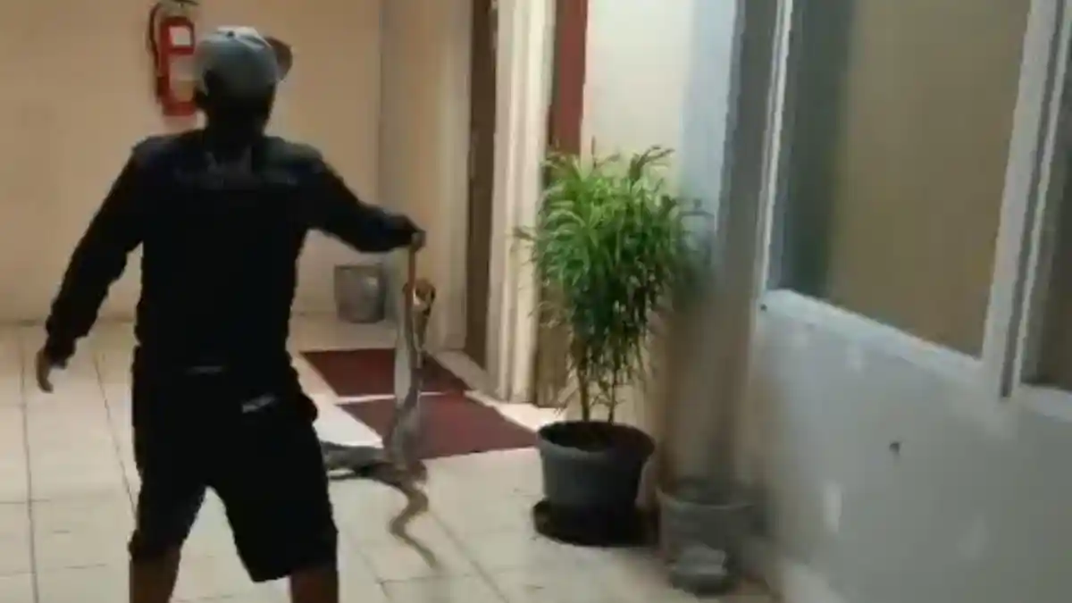 Detik-detik Evakuasi King Cobra 4,5 Meter di BRIN Tangsel