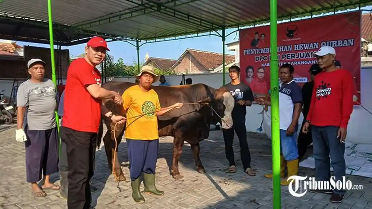 3 Sapi Kurban Disembelih PDIP di Karanganyar Jateng, Ada Dari Puan Maharani dan Rober Christanto