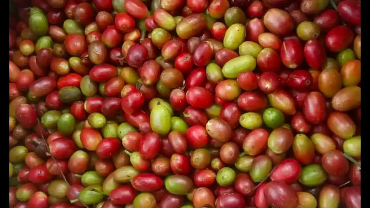 Harga Kopi Gayo di Bener Meriah Masih Bertahan pada Harga Rp 38.000 Per Bambu