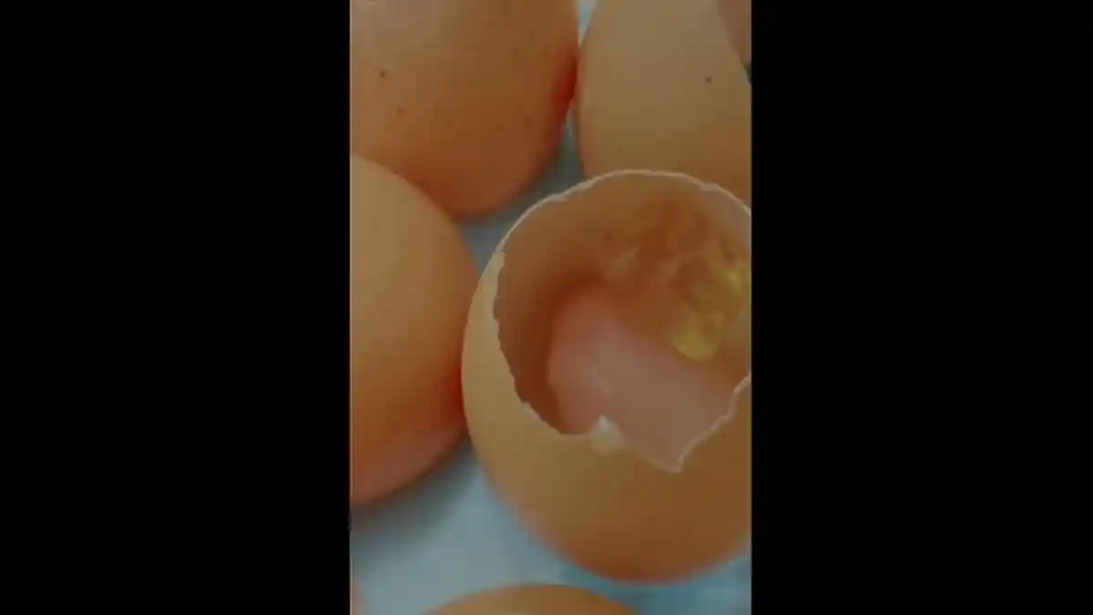 Eksperimen Unik, Sarwendah Isi Cangkang Telur dengan Pudding, Betrand Peto dan Thalia Putri Doyan
