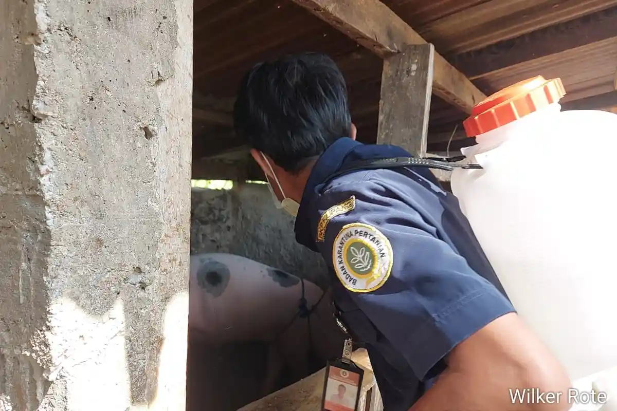 Ratusan Ekor Babi di NTT Mati Terserang Demam Babi Afrika