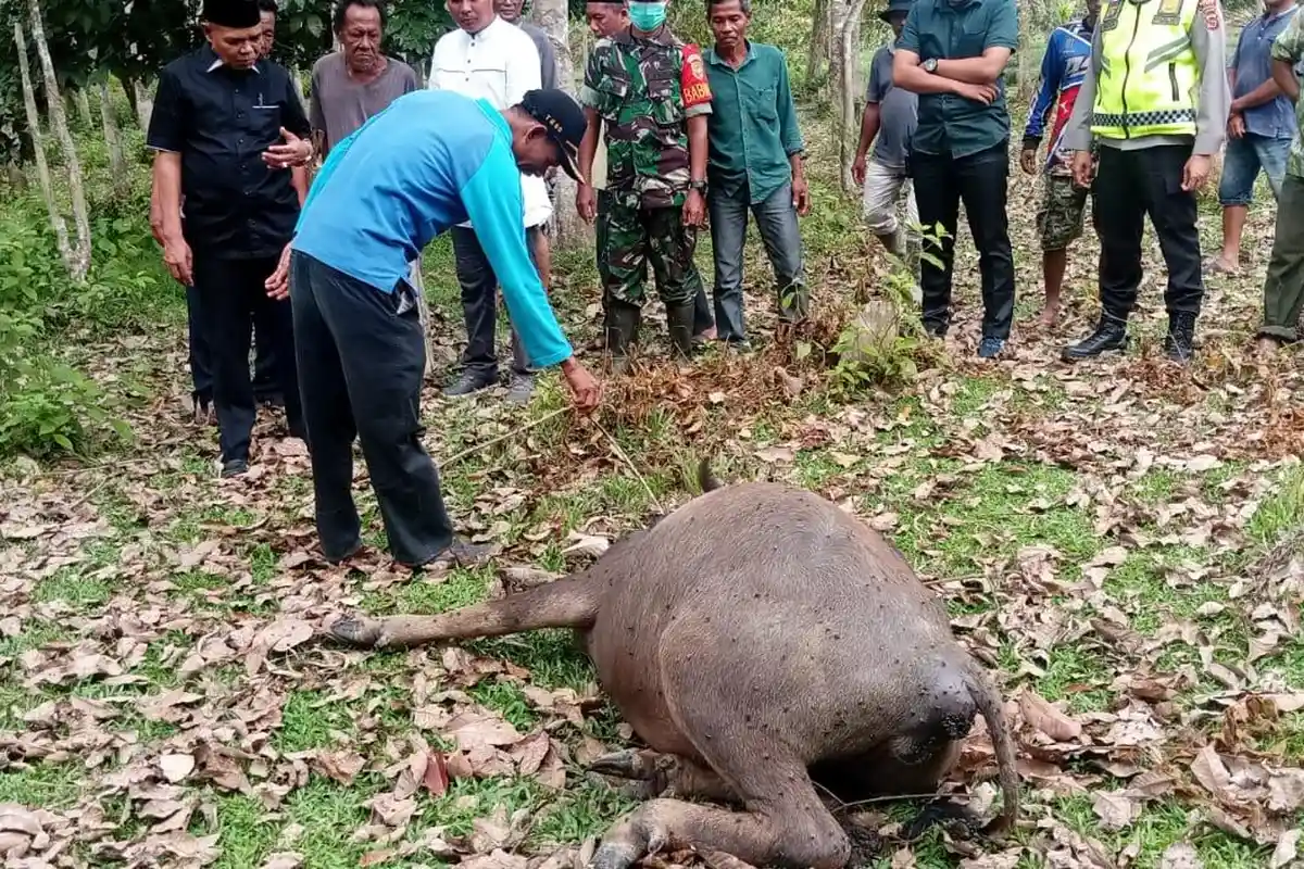 120 Ternak Mati, Permintaan Vaksin Penyakit Ngorok di Merangin Masih Rendah