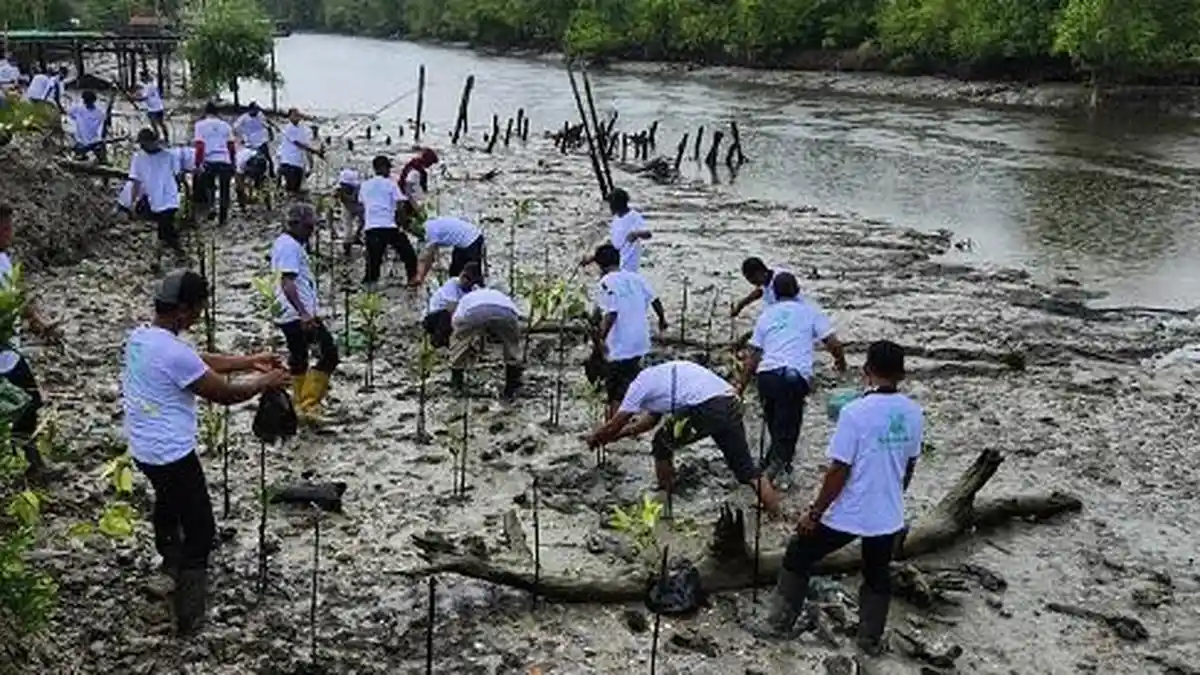 Cegah Abrasi dan Lestarikan Lingkungan, Indotruck Utama Tanam Mangrove di Pantai Silo