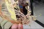 Video Proses Pembuatan Purwaceng di Dapur Produksi Tri Sakti Dieng