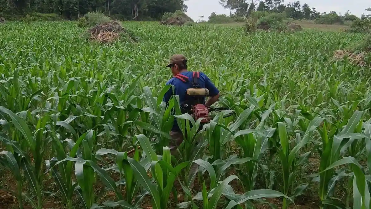 Polsek Jangkang Intensif Rawat Lahan Demplot Jagung 1 Hektare Demi ...