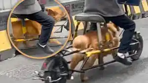 anjingdisiksa111111.jpg