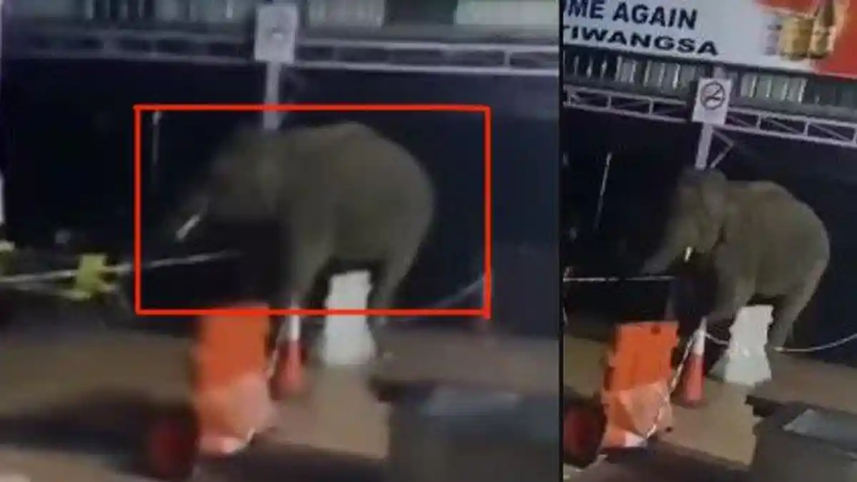 Gajah Masuk Toko di Malaysia, Pengunjung Lain Pilih Lari