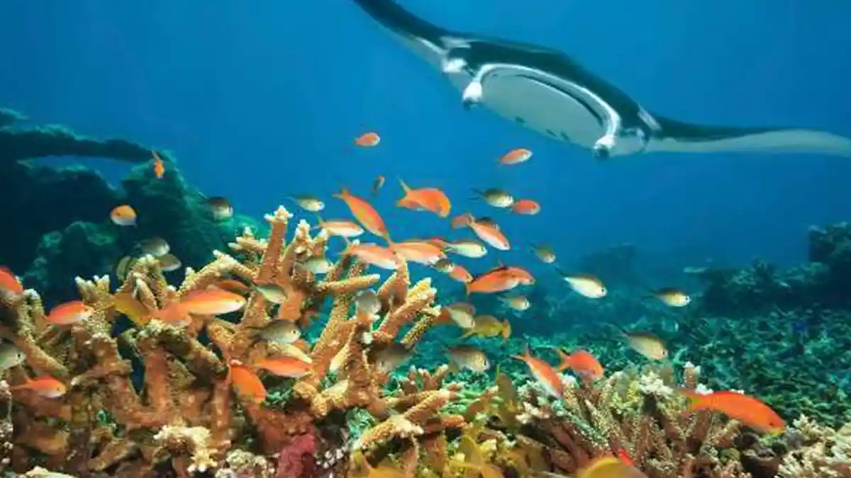 4 Penyelam Warga Asing Hilang di Kepulauan Derawan
