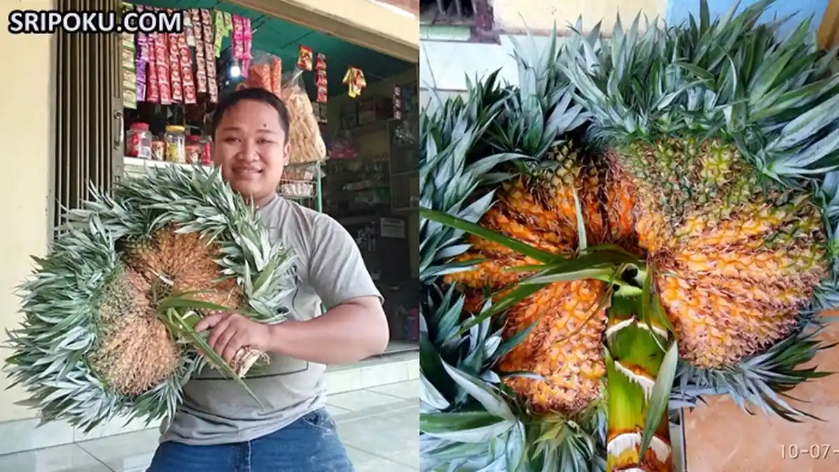 15 Manfaat Terbaik yang Tersembunyi Dari Buah Nanas, Nomor 13 Unik, Awas Makin Subur!
