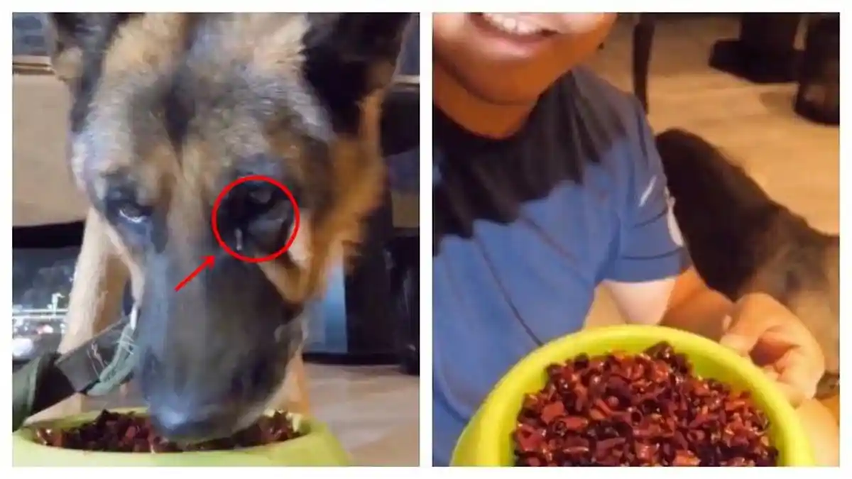Anjing Menangis Dipaksa Makan Makanan Pedas, Air Mata Sampai Mengalir, Pemilik: ''Dia Menikmatinya''