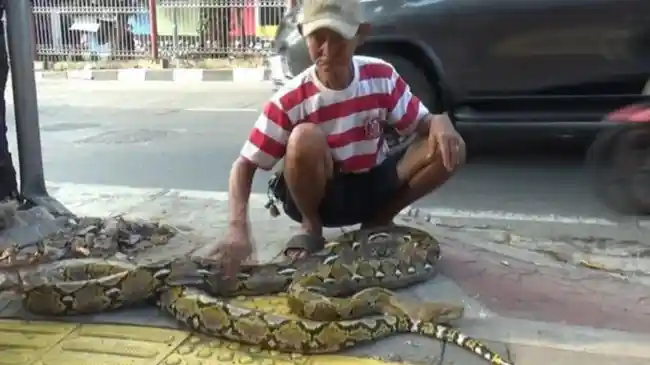 Berniat Jemur Ular Piton, Warga Jaktim Berhasil Cegah Pemotor Naik Trotoar: Kesal Banyak Pelanggar