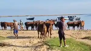 sapi-madura-ke-kalimantan.jpg
