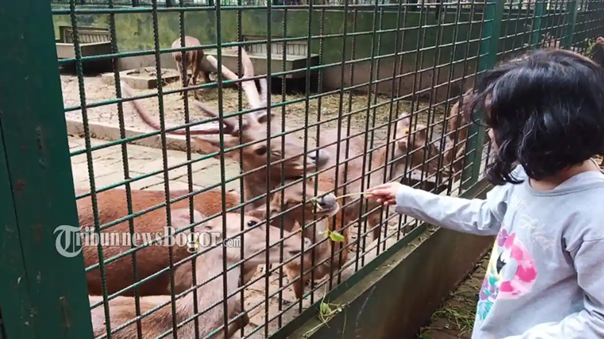 Deretan Kebun Binatang di Bogor, Rekomendasi Wisata Keluarga di Akhir Pekan
