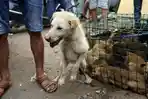 anjing_dipotong_20180717_171559.jpg
