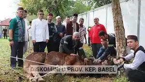 Idul Adha 2023, Pemprov Babel Salurkan 29 Ekor Sapi, Pj Gubernur Tinjau Pemotongan Hewan Kurban