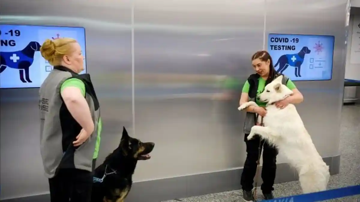Tidak Bisa Disogok dan Akurat 100%, Finlandia Gunakan Anjing Melacak Orang Terinfeksi COVID-19