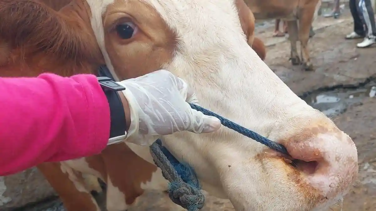 Wabah PMK Kembali Terjadi di Blora, Berikut Gejala-gejala PMK yang Perlu Diketahui oleh Peternak 