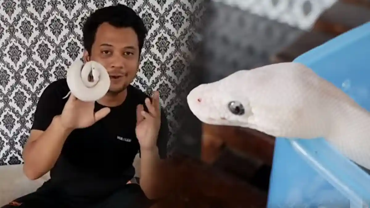 Panji Petualang Kenalkan Ular Baru Ivory Ball Python, Cocok Dipelihara bagi Pemula, Garaga ke Mana?