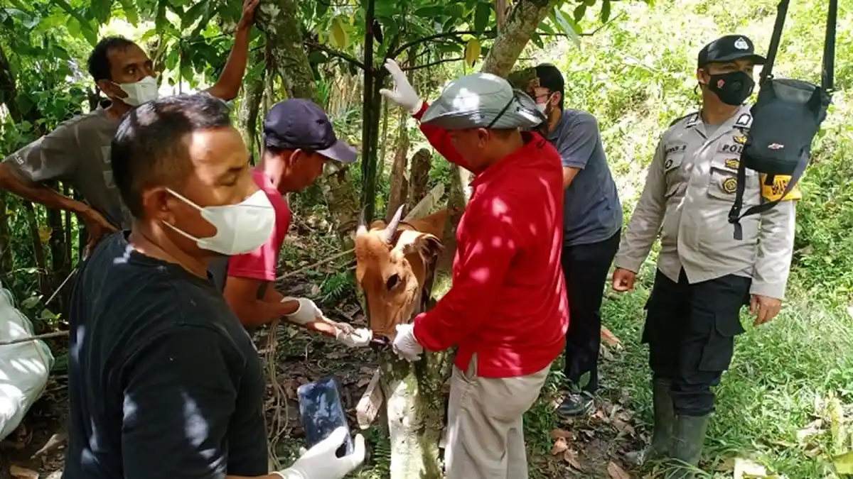 Satu Ekor Sapi di Tripe Jaya Galus Diduga Terinfeksi PMK, Satgas Langsung Lakukan Isolasi