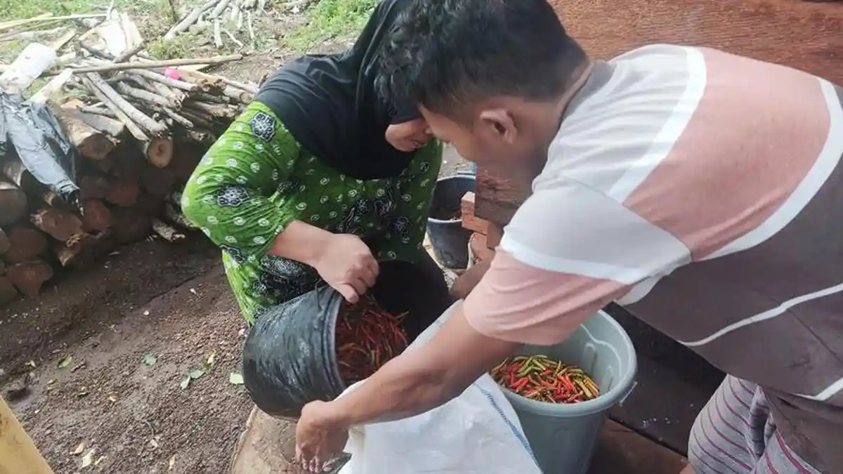 Harga Cabai Rawit di Boltim Sulawesi Utara Naik, Rp 80 Ribu per Kilogram