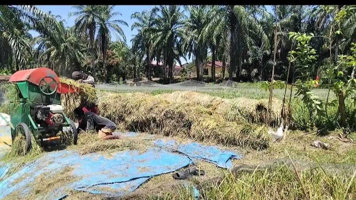 Dampak Kemarau, Hasil Panen Padi Petani di Labuhanbatu Menurun