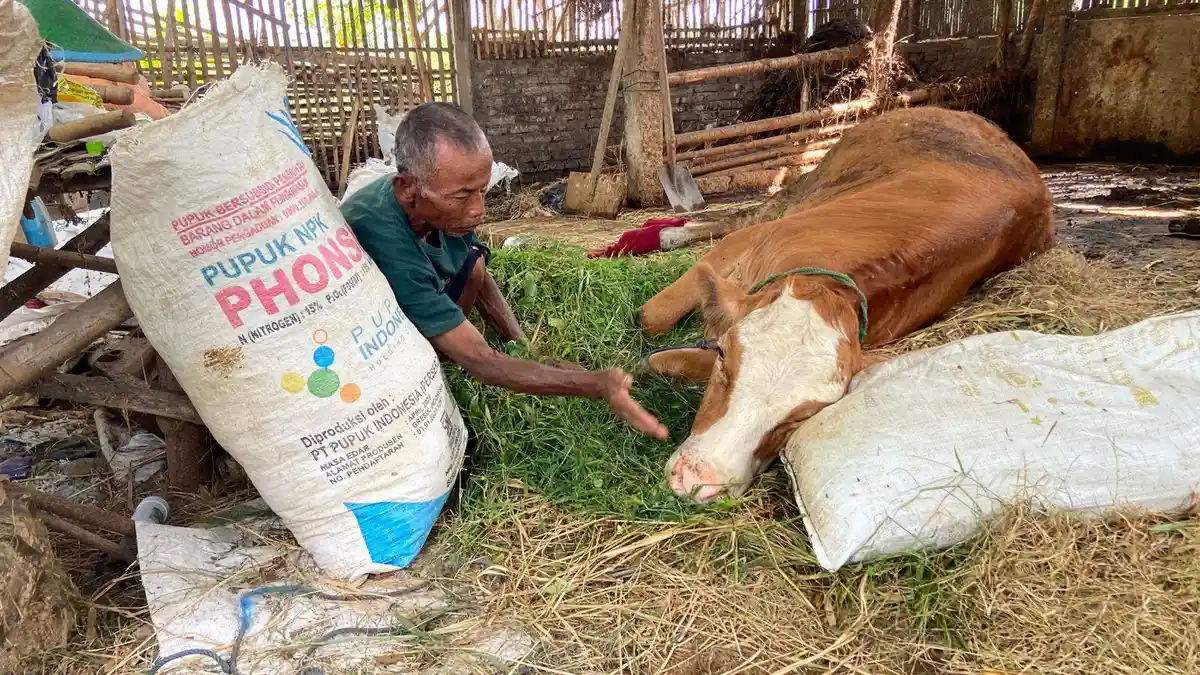 Catatan DPKP Ponorogo, PMK Mulai Ada Sejak Desember, Sebut 157 Sapi Terjangkit, Hanya 1 yang Mati