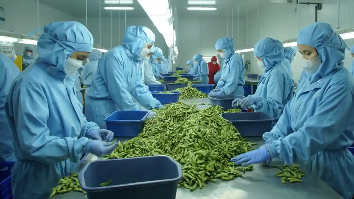 Petani Jateng Panen Raya Edamame bareng Bank BJB: Bisa Jadi Komoditas Unggulan