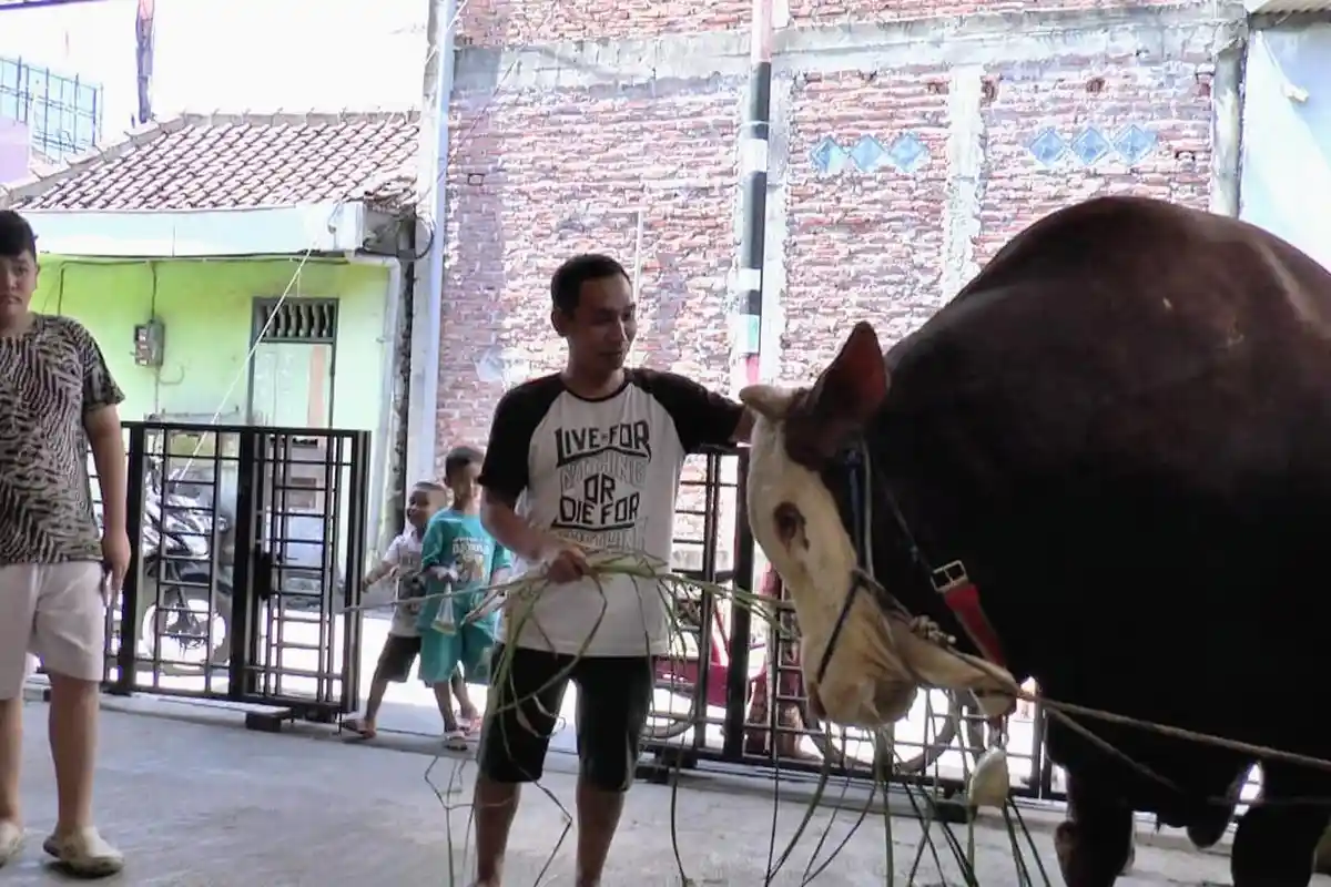 Nurul Warga Kaliwungu Kendal Tebus Sapi Limosin Rp 70 Juta untuk Dibagikan Esok Hari