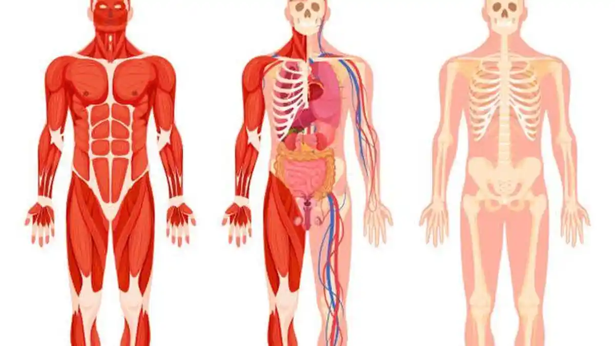 Apa Itu Sistem Organ? Berikut Bagian-bagian dan Fungsinya