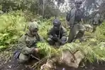 Sosok Pemilik Ladang Ganja di Pedalaman Hutan Bintang Papua, Bukan Temuan Pertama Aparat