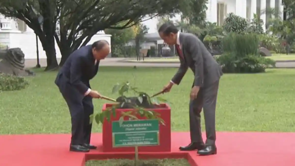 Jokowi Ajak Presiden Vietnam Nguyen Xuan Phuc Tanam Pohon Merawan di ...