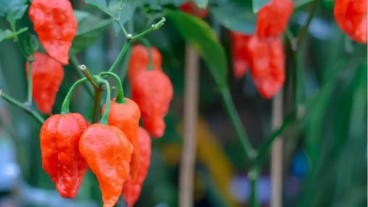 Mengenal Cabai Hantu atau Cabai Setan yang Bikin 13 Siswa di Jepang Masuk Rumah Sakit