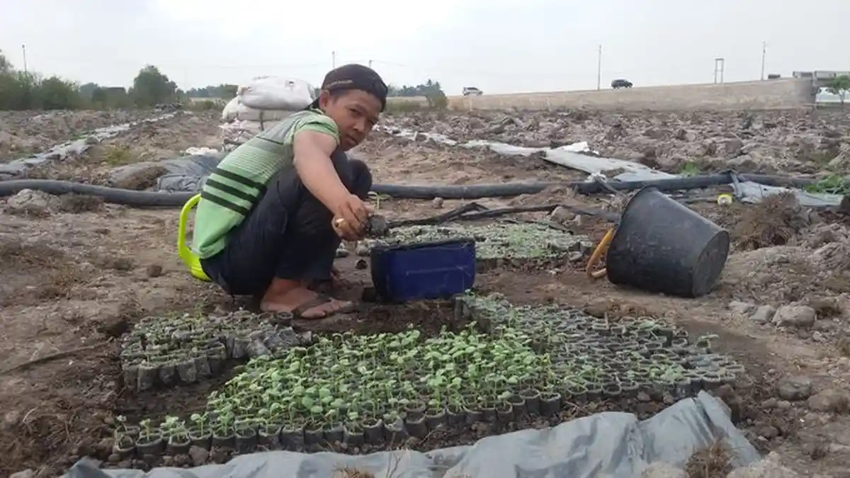 Petani Asal Jawa Tanam Semangka Taiwan di Indralaya