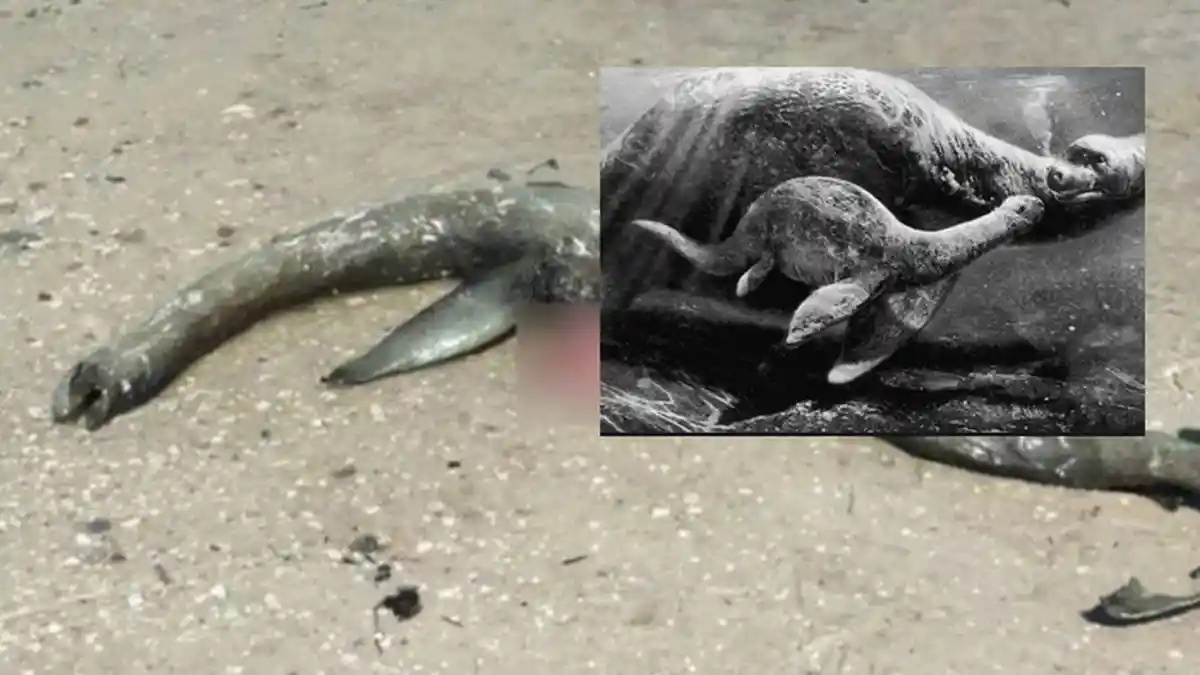Geger Penemuan Bangkai Hewan Mirip Monster Loch Ness di Amerika, Hewan Apa?