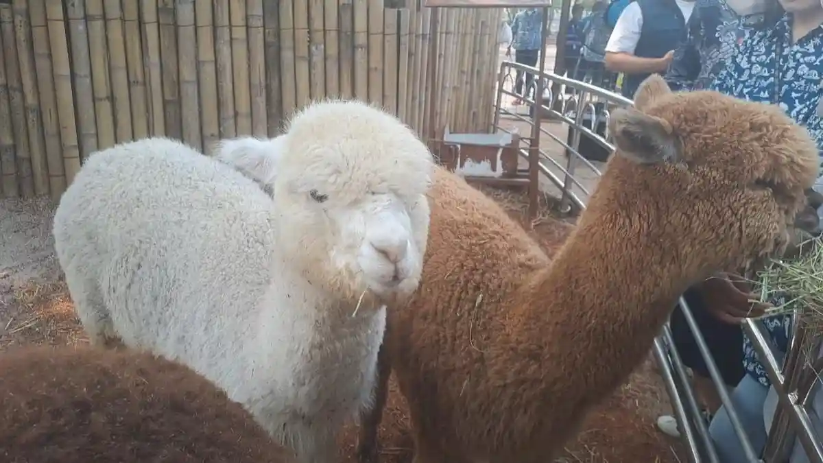 Gemoinya Alpaca dan Wallaby, Hewan Baru dari Amerika dan Papua Kini Hadir di Samudra Ancol