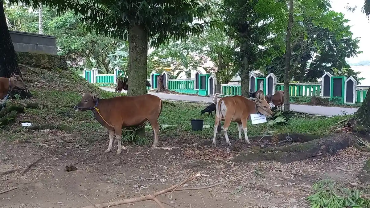 Pengurus Masjid Raya Al Kautsar Kendari Sembelih 25 Hewan Kurban, Distribusi ke Warga hingga Panti
