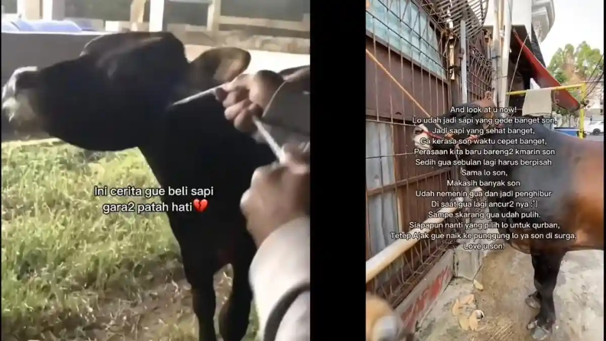 Beli Sapi Karena Patah Hati, Pria Jakarta ini Rawat Sepenuh Hati dan ...