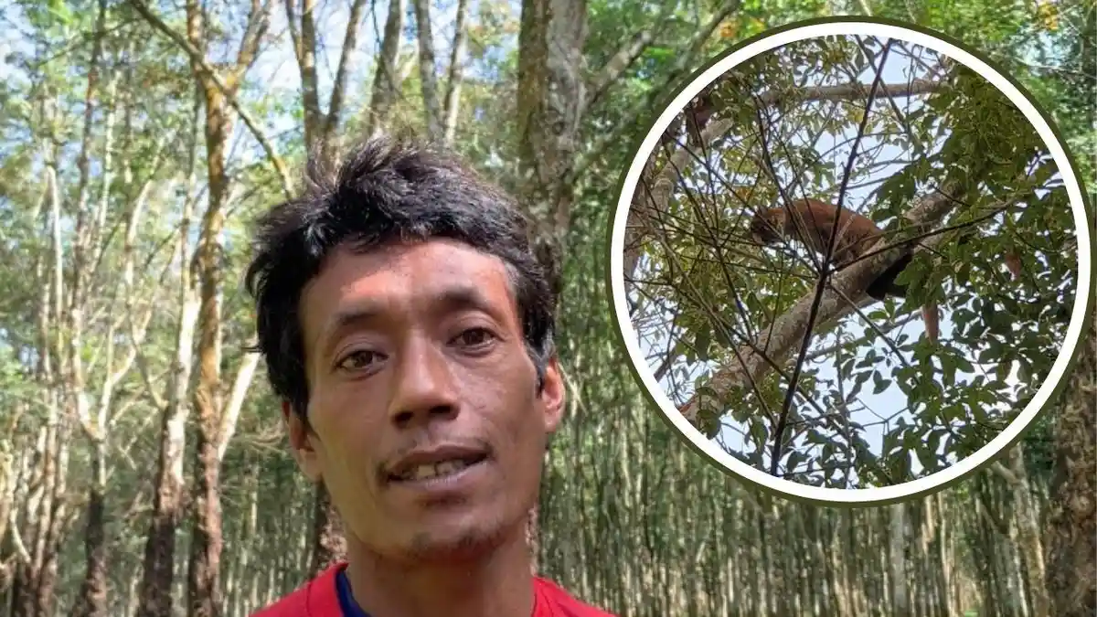 Penjelasan Pekerja dan Ciri-ciri Kucing Emas di Gedong Tataan Pesawaran