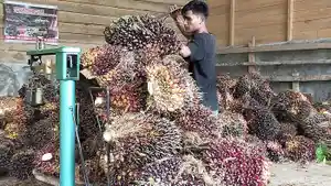 timbangsawit.jpg